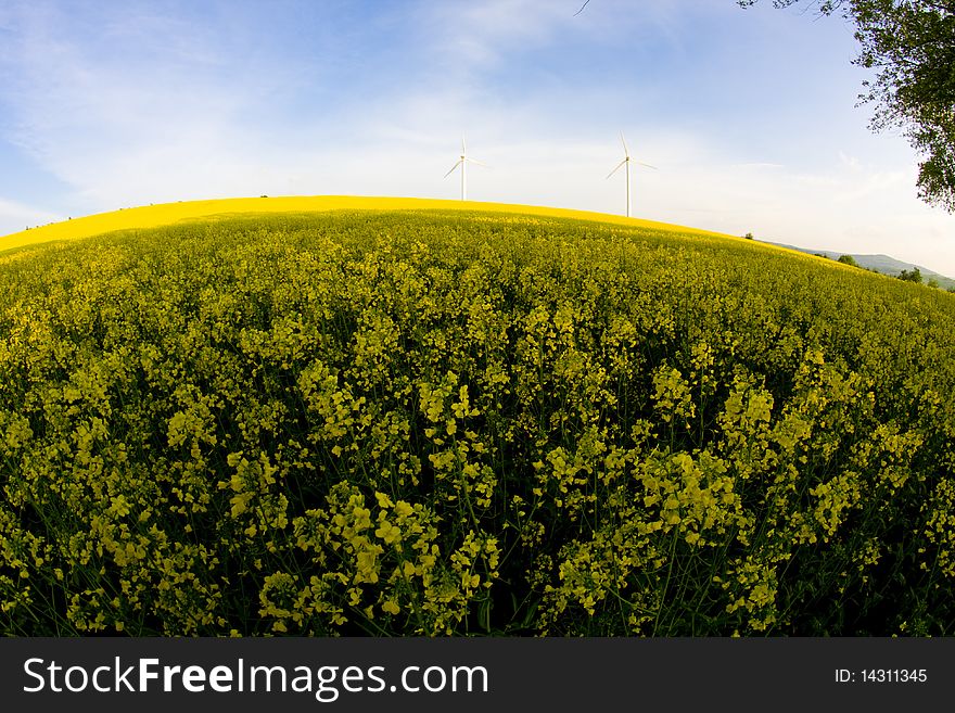 Windmill over rapeweed field in bloom fish eye look. Windmill over rapeweed field in bloom fish eye look