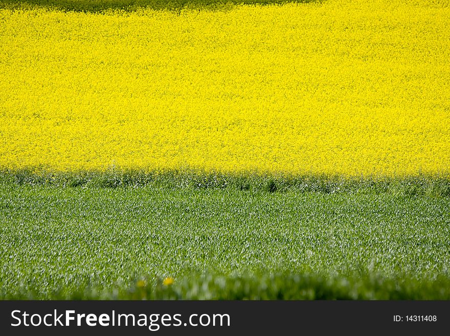 Yellow rapeweed field in bloom. Yellow rapeweed field in bloom