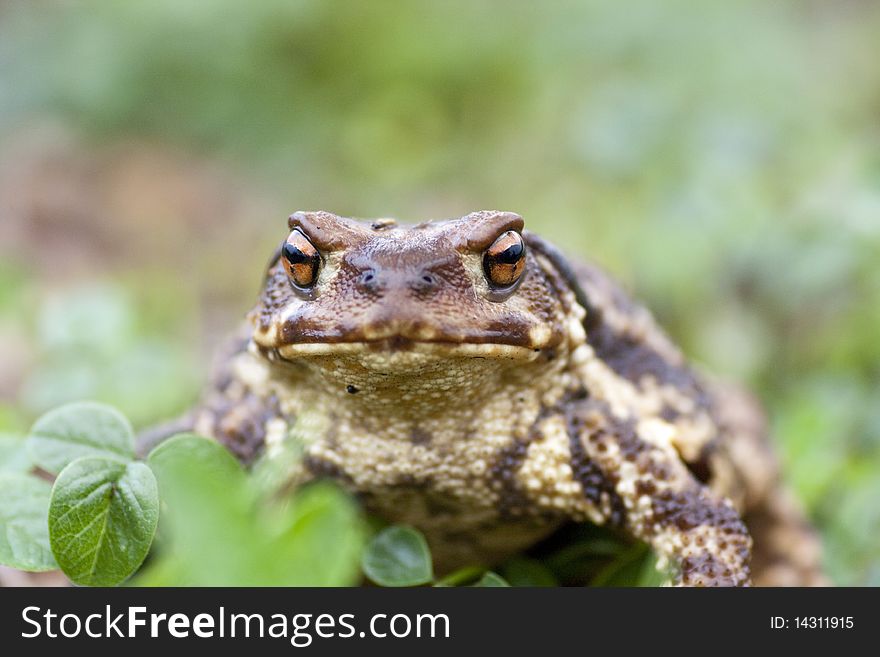 Close frontal view of a common toad between the vegetation.