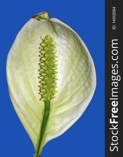 Flower spathiphyllum