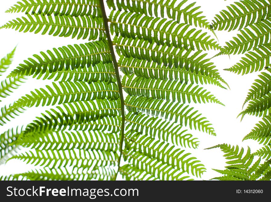 Bright Green Fern Plant leaf