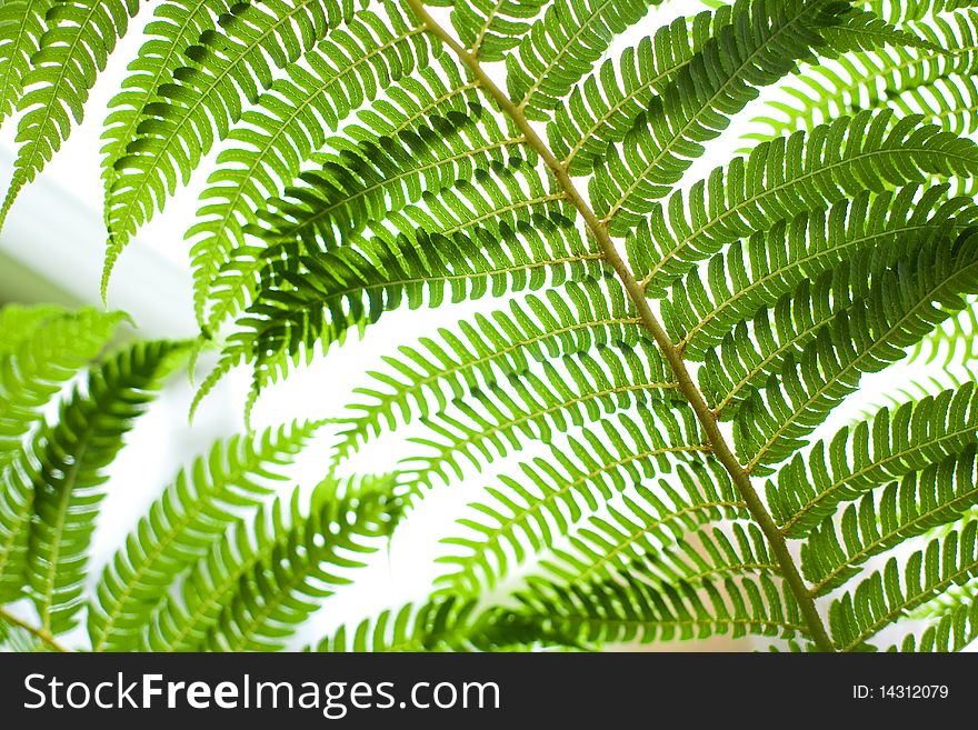 Bright Green Fern Plant leaf