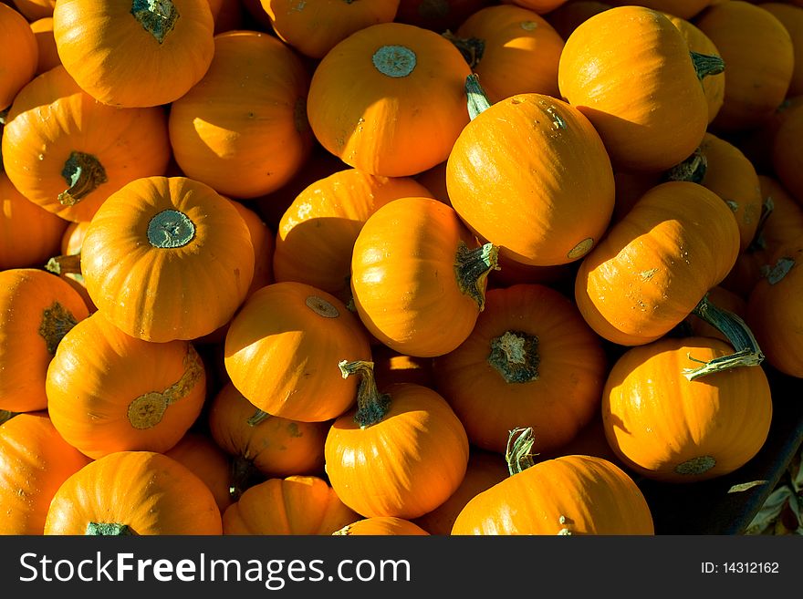 Lots of Pumpkins in a Patch. Lots of Pumpkins in a Patch