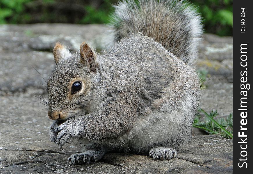 Adorable squirrel eating and looking at the camera