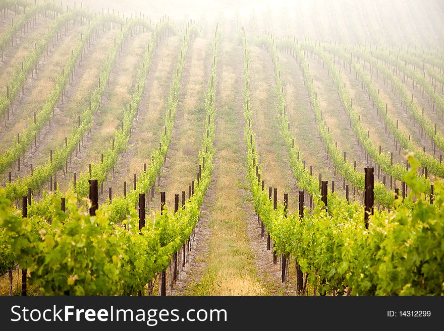 Beautiful Lush Grape Vineyard In The Morning Mist and Sun with Room for Your Own Text.