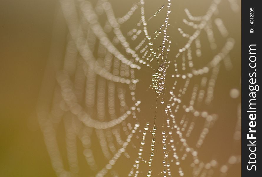 Wet Spider Web in The Morning Mist With Narrow Depth of Field.