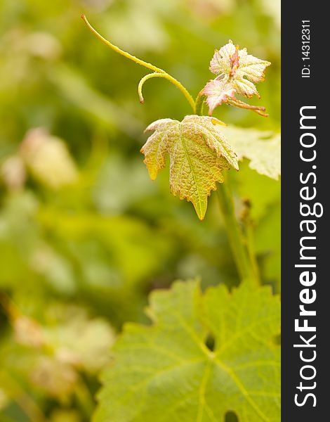 Beautiful Grape Vineyard Leaves In The Morning Mist and Sun with Room for Your Own Text. Beautiful Grape Vineyard Leaves In The Morning Mist and Sun with Room for Your Own Text.