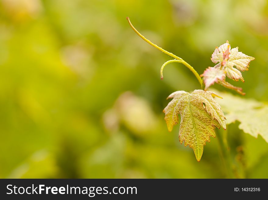 Beautiful Grape Vineyard Leaves In The Morning Mist and Sun with Room for Your Own Text. Beautiful Grape Vineyard Leaves In The Morning Mist and Sun with Room for Your Own Text.