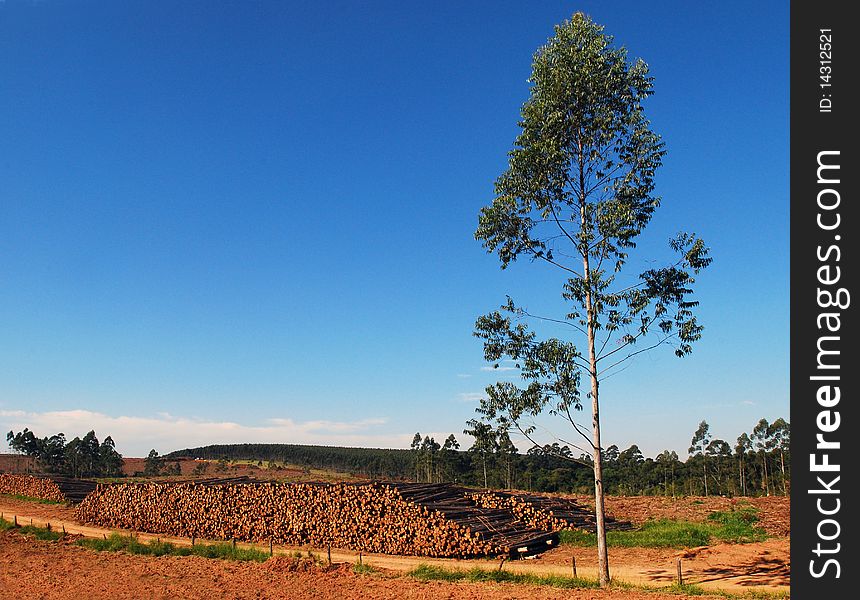 A plantation of eucalyptus tree and trunks. A plantation of eucalyptus tree and trunks