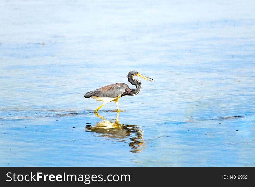 Image of adult Heron in lake