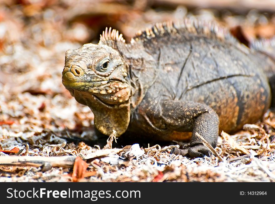 Wild iguana, Cayo Iguanas, Cuba