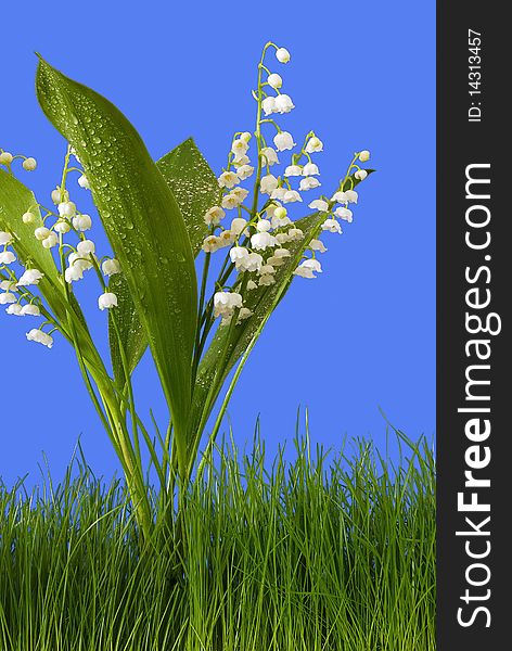 Bunch of full-blown lilies of the valley with green leaves relating to the blue sky. Bunch of full-blown lilies of the valley with green leaves relating to the blue sky