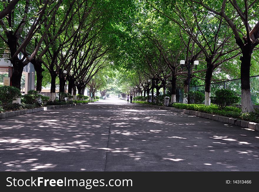 Lane of trees along the univesity avenue, zhuhai, southchina city. Lane of trees along the univesity avenue, zhuhai, southchina city.