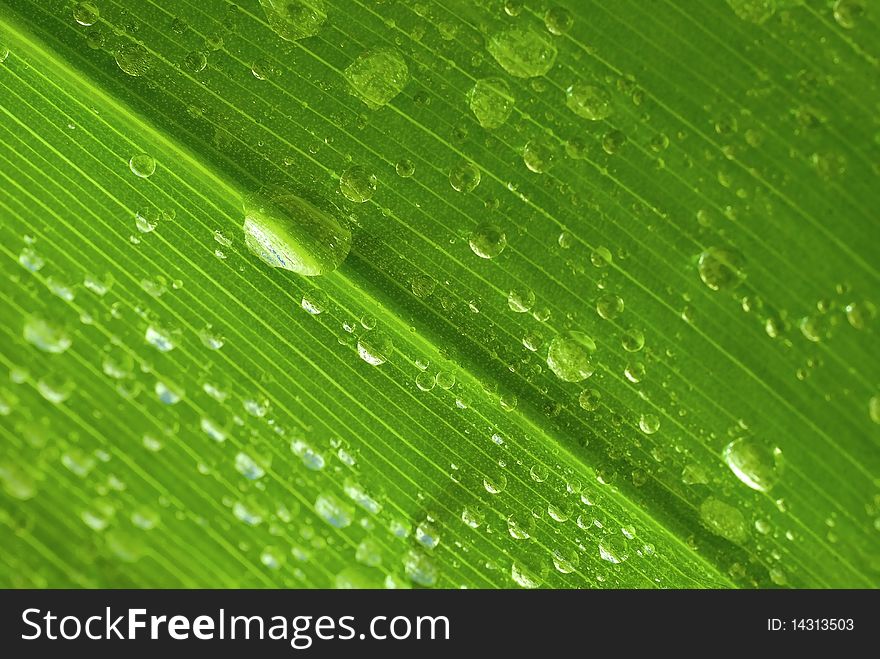 Drops of watr on the green leaf. Drops of watr on the green leaf