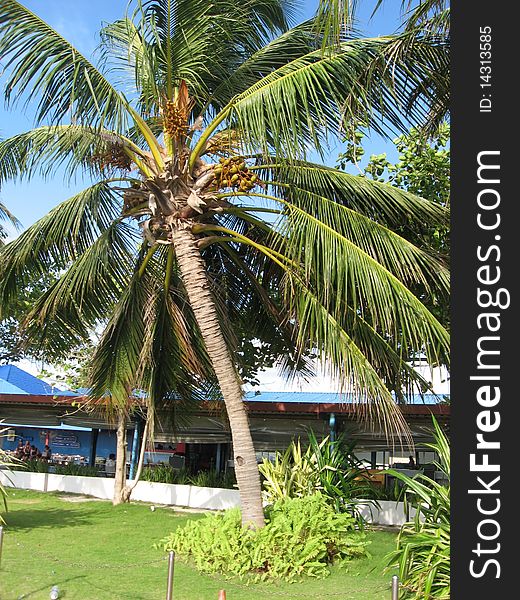 Palm tree on sunny island