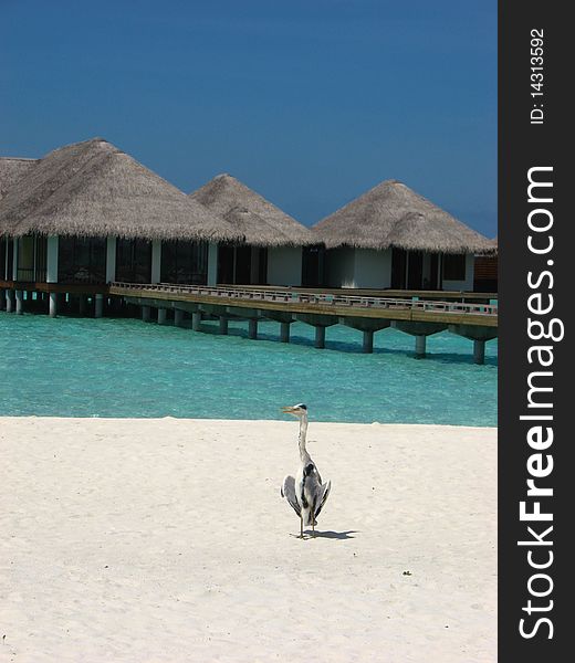 Water bungalow at a holiday resort with a bird.