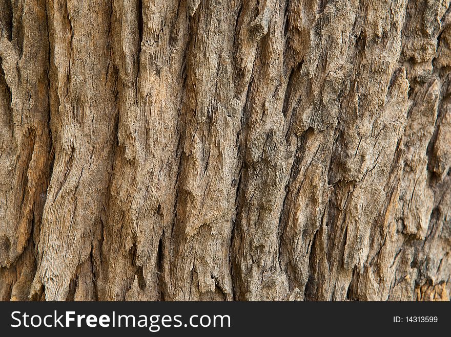 Texture Of Tree