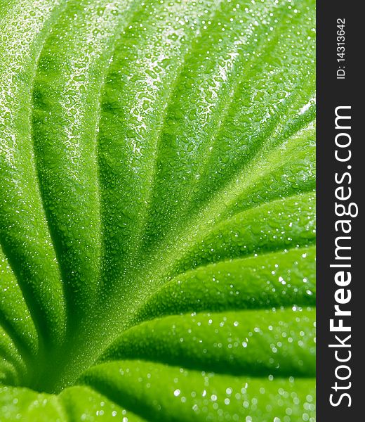 Green leaf with drops closeup background. Green leaf with drops closeup background.