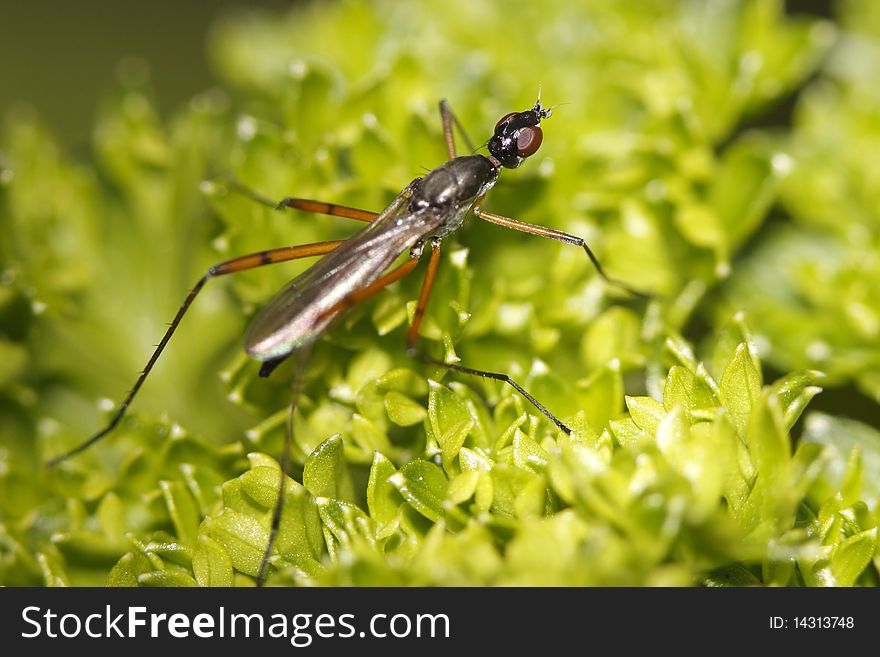 Tipula is a very large insect genus in the fly family Tipulidae. They are commonly known as crane flies or Daddy Long Legs. Worldwide there are well over a thousand species.