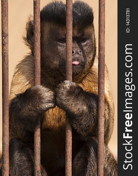 Monkey in cage ( cebus apella)