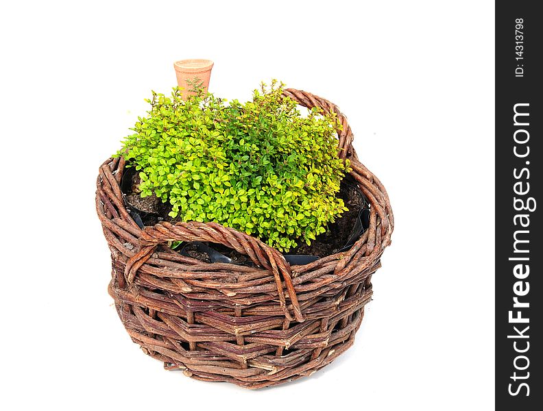 Shot of some thyme in a basket