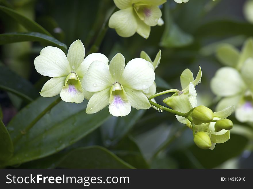 White orchid in the garden of thailand