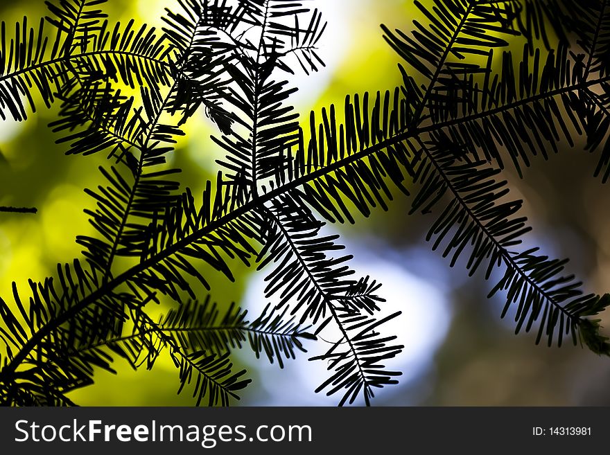 Black Silhouetted Pine Tree Branch on Colourful Background. Black Silhouetted Pine Tree Branch on Colourful Background