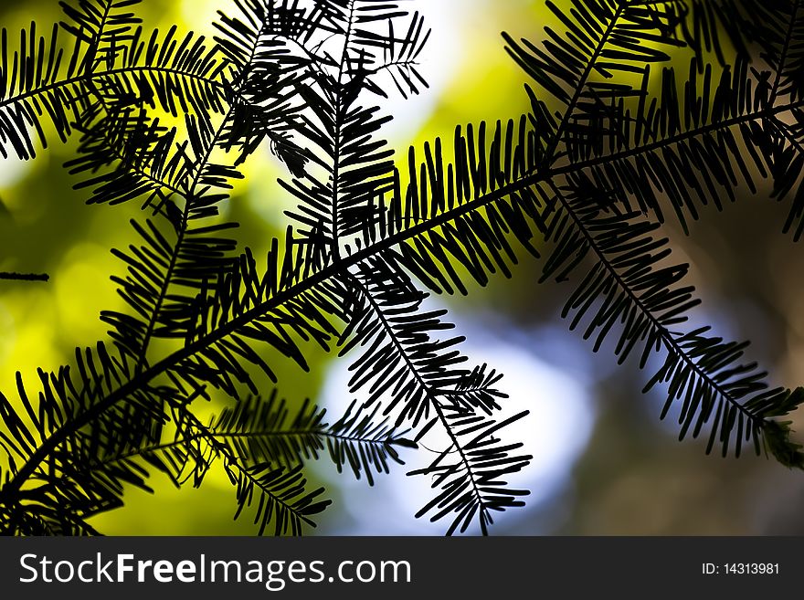 Silhouetted Branch On Colourful Background