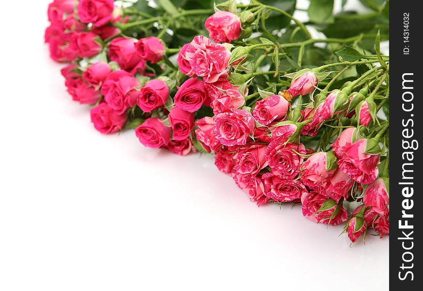 Pink roses on a white background