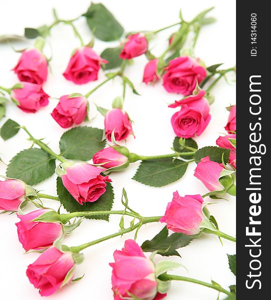 Pink roses on a white background