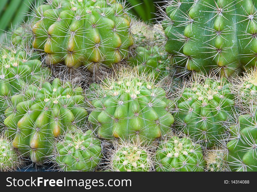 Cactus and cactus in garden