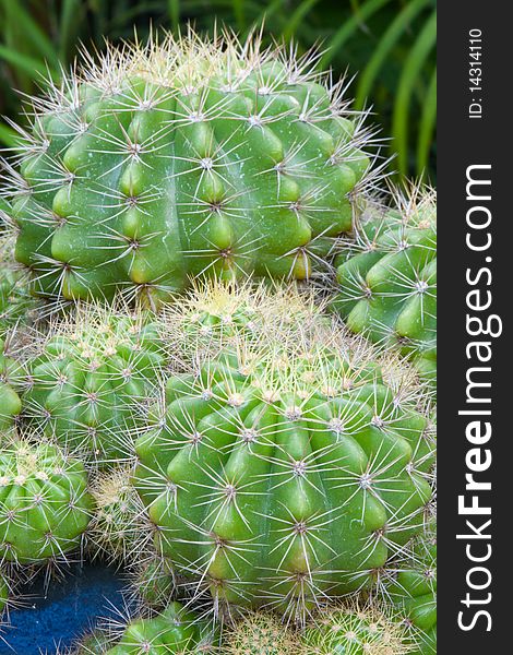 Cactus and cactus in garden