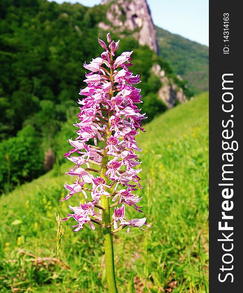 Wild european military orchid: Orchis militaris species. Wild european military orchid: Orchis militaris species