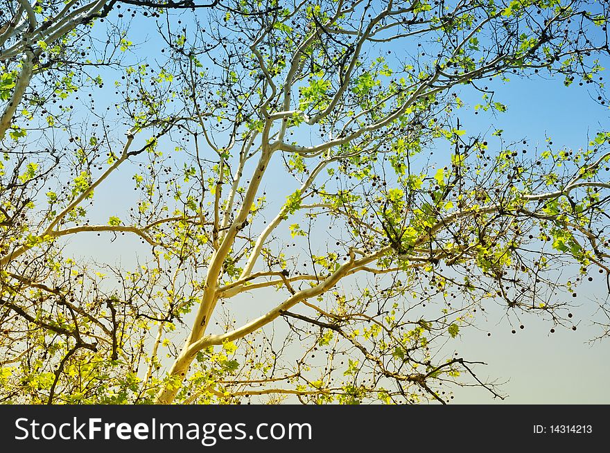 Tree branches in the background of fresh springtime sky. Tree branches in the background of fresh springtime sky