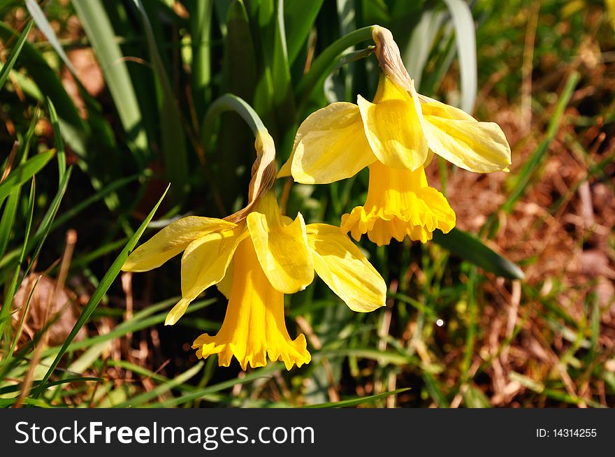 Yellow garden flower in springtime: Narcissus. Yellow garden flower in springtime: Narcissus