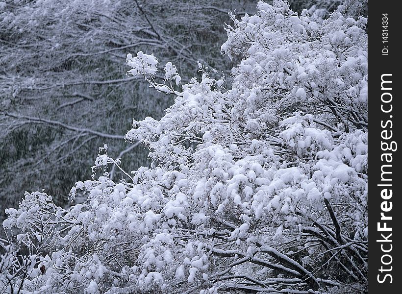 Rime Tree and Snow ice crystal