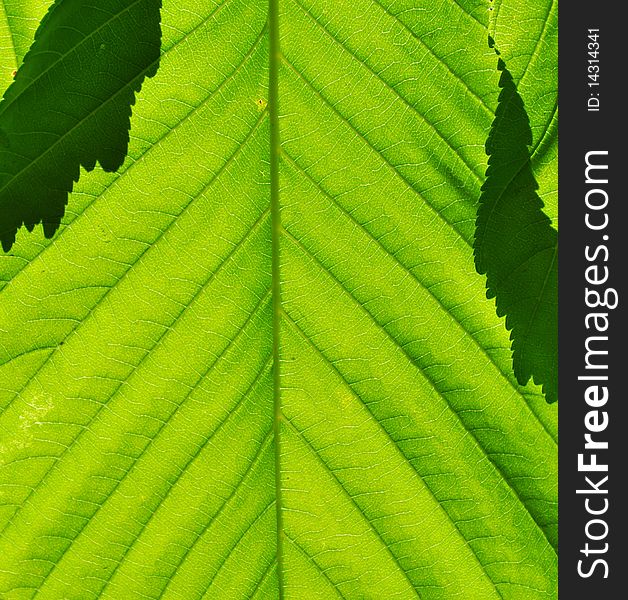 Green leaf close-up, under the spring sun rays