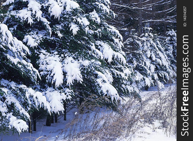 Rime Tree and Snow ice crystal. Rime Tree and Snow ice crystal