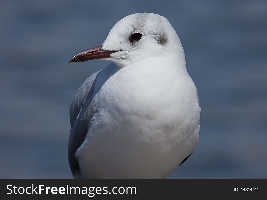 I take a picture of a sea gull by a close-up. I take a picture of a sea gull by a close-up.