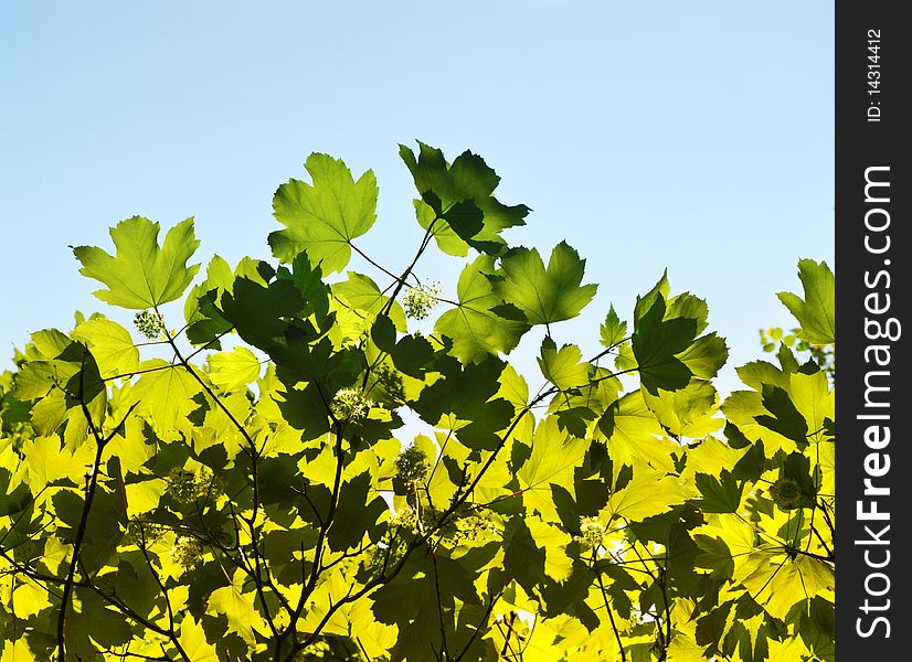 Fresh green springtime leafs under the blue sky. Fresh green springtime leafs under the blue sky