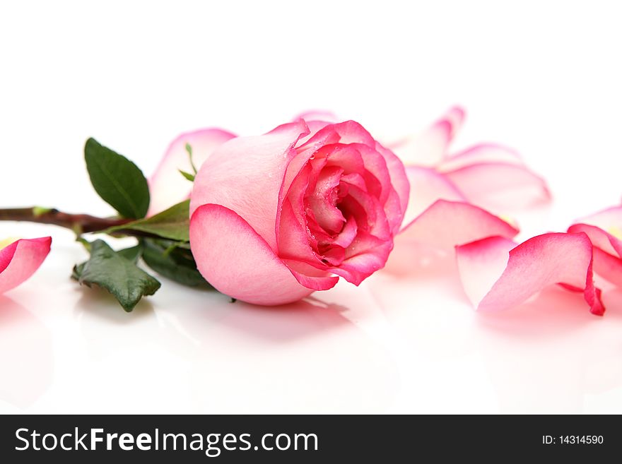 Petals and rose on a white background