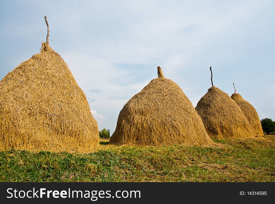 After the rice harvest, and then become animal food. After the rice harvest, and then become animal food.