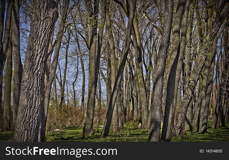 Many tree trunks filling the image area. Many tree trunks filling the image area