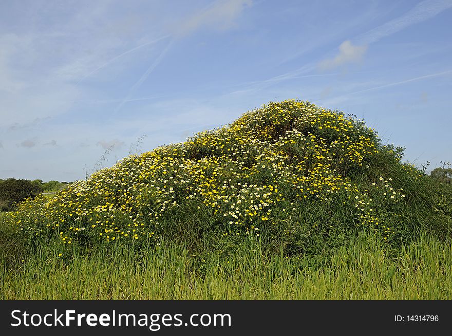 Small hill with flowers