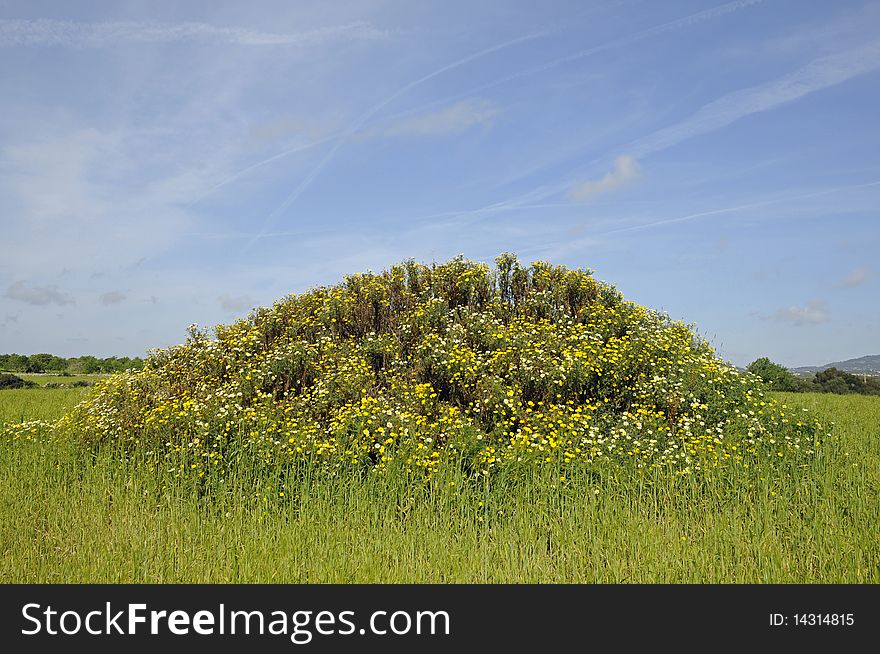 Small hill with flowers, Mallorca, Balearic Islands