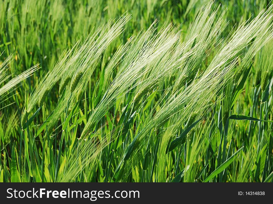 Green wheat field on the wind. Green wheat field on the wind