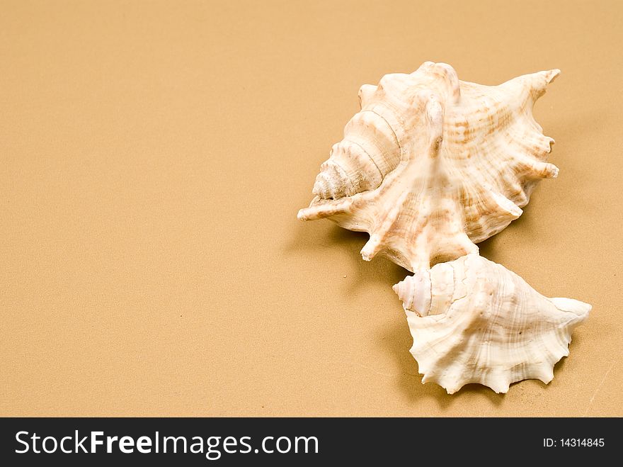 Two seashells on brown background