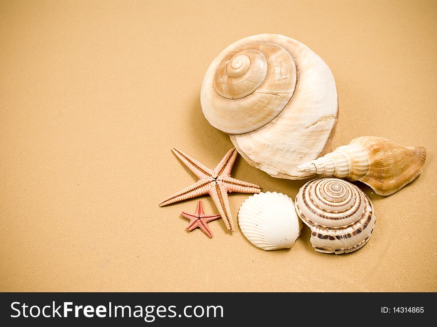 Seashell and starfish on brown background