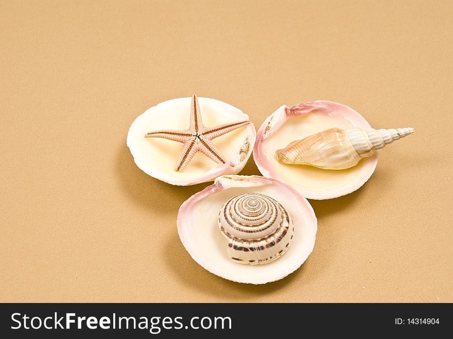 Seashell and starfish on brown background