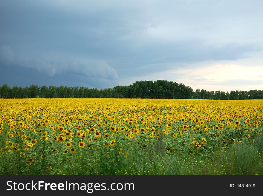 Yellow field and dark clouds